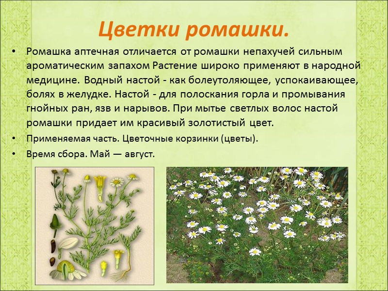 Цветки ромашки. Ромашка аптечная отличается от ромашки непахучей сильным ароматическим запахом Растение широко применяют